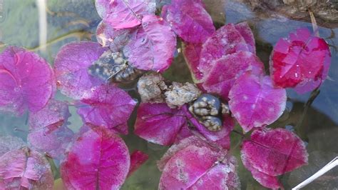 Floating Pink Flowers In Colorado River Jan 2020 Youtube