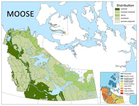 Healthy Moose Population Numbers In The Dehcho Leading To Successful