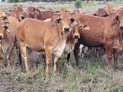 64 Sation Mated Ptic Red Brahman Heifers Approximately 7 Months In