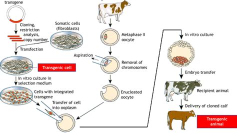 Genetically modified organism, organism whose genome has been engineered in the laboratory in order to favor the expression of desired physiological traits or the generation of desired biological products. Production of transgenic animals by somatic cell nuclear transfer. | Download Scientific Diagram