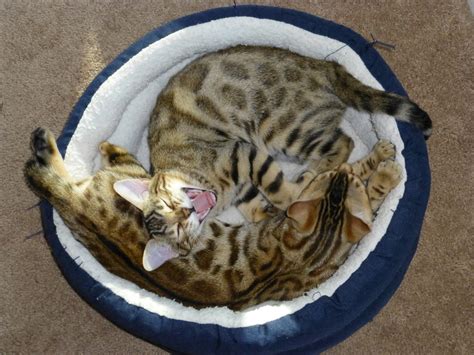 Are siberian cats good mousers/hunters? Bengal kittens for sale San Diego - SAN DIEGO BENGAL