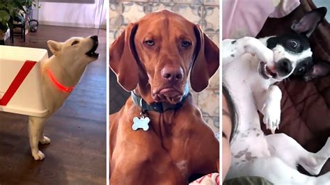 Daily Dose Of Doggo Videos Funniest Dogs 🐶 Dog News Web