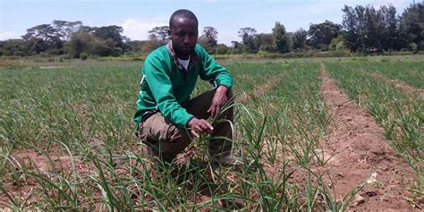 How I Made Sh48 Million From Garlic Farming In Kenya