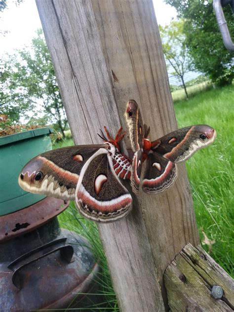 Cecropia Moths Are The Largest Native Moths In North America Females