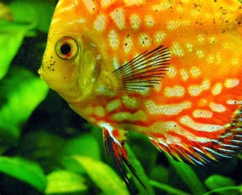 6 Cara Menghilangkan Bintik Hitam Pada Ikan Discus ...