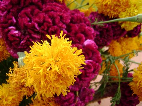 Flores Icónicas Del Día De Muertos Que Tienes Que Conocer La Verdad