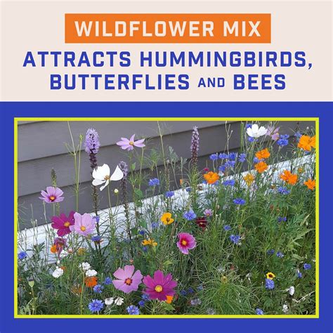 Pennington Wildflower Butterfly And Hummingbird Mix Hummingbird Mix