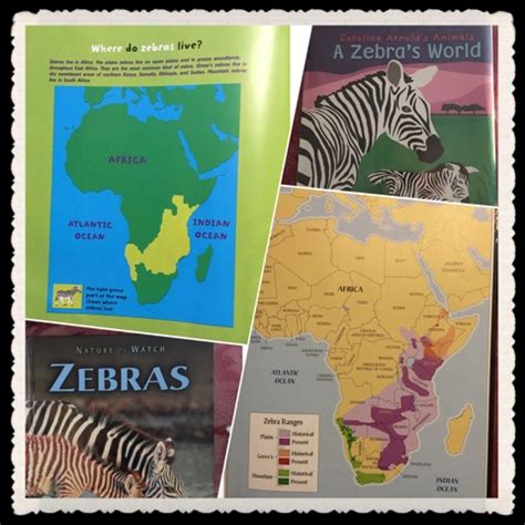Each zebra has a pattern unique from any other zebra on earth. Jungle Maps: Map Of Africa Where Zebras Live