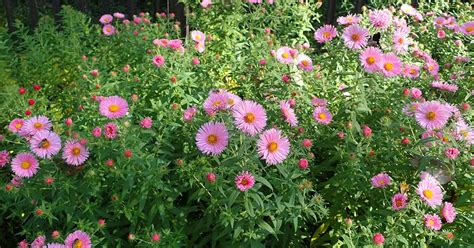 How To Grow And Care For Aster Flowers Gardeners Path