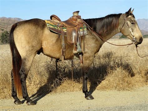 Foal date mar 1st 2003; 10 YEAR OLD 15.1 HAND BUCKSKIN **VIDEO** For Sale in Ventura, California, United States of ...