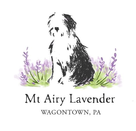 Yoga in the Lavender Field — Mt Airy Lavender | Lavender fields, Lavender, Lavender farm