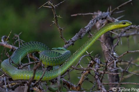 Dispholidus Typus Viridis Common Boomslang Cool Snakes Snake Venom