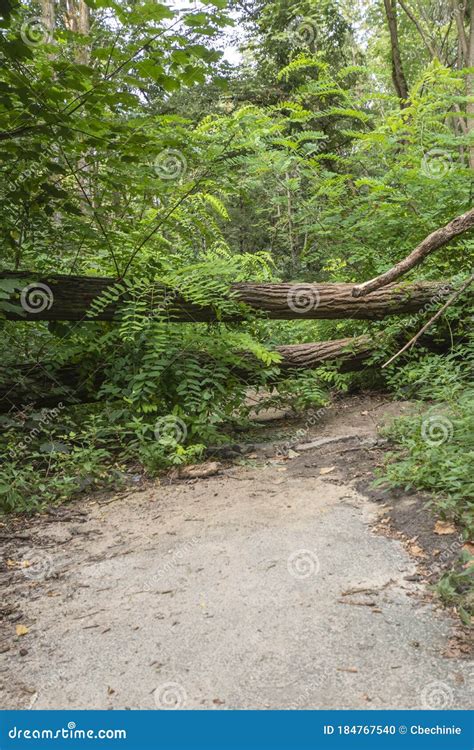 Fallen Trees In The River Due To Lateral Soil Erosion Stock Image