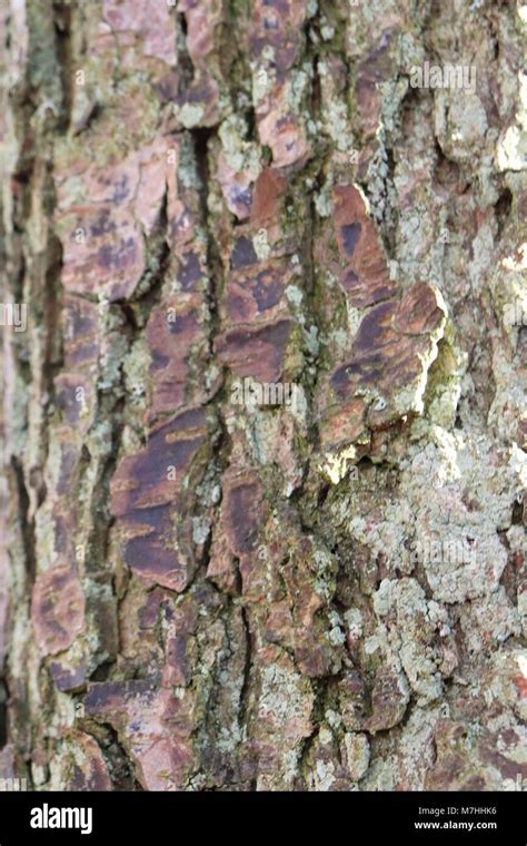 Close Up Of Tree Bark Stock Photo Alamy