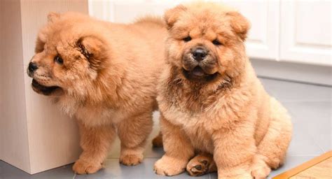 Chow Chow Growth Chart Weight Chart And Size Chart
