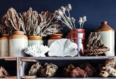 Shells and coral in a vase stock photo. Image of ocean - 22688908