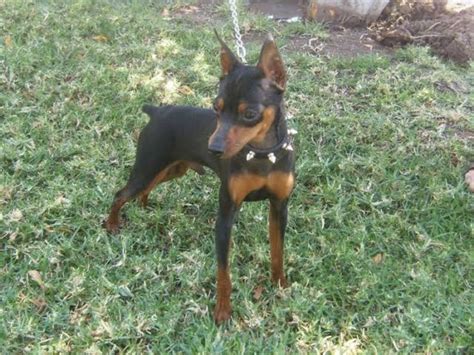 Older dogs, if found at a local shelter or rescue group, can cost less than $300. Miniature Pinscher Dog Breed Information, Images ...
