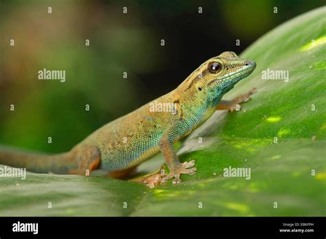 Electric Blue Day Gecko Hi Res Stock Photography And Images Alamy