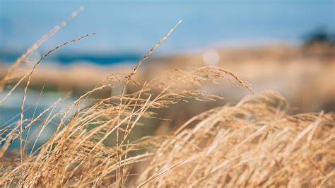 photography, Wilderness, Grass, Dry grass, Landscape Wallpapers HD / Desktop and Mobile Backgrounds