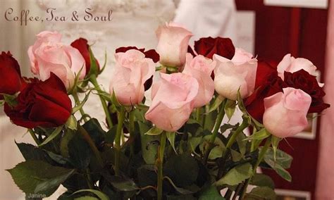 Pink And Red Roses Red Roses Soul Tea Coffee Blog Flowers Plants