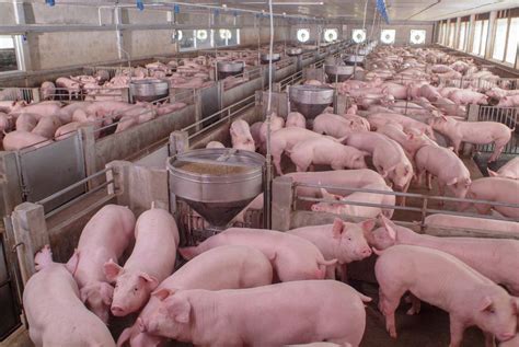 La Cría De Los Cerdos Activismo Y Actualidad Bio Eco Actual