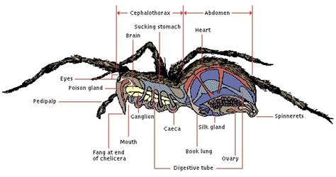Arachnid Anatomy Arachnids Arachnids Spiders Arthropods