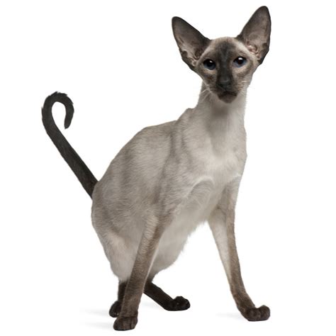 Balinese Cat Breed Profile Personality Facts