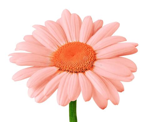 Flower Coral Orange Daisy Isolated On White Background Close Up Stock