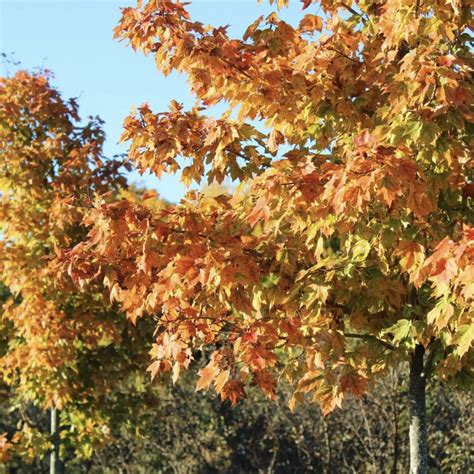 Acer Rubrum Franksred Red Sunset Maple Wheaton Garden Works Co