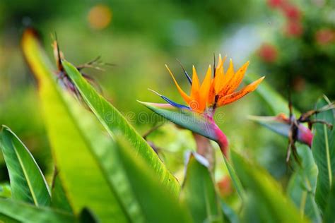 Bird Of Paradise Tropical Flower Famous Plant Found On Island Of