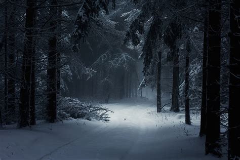 2872587 Graphy Landscape Nature Winter Forest Snow Mist Daylight Path