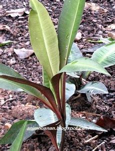 Rahsia ingin menambahkan tenaga batin. Anim Agro Technology: KACIP FATIMAH - HERBA UNTUK KULIT