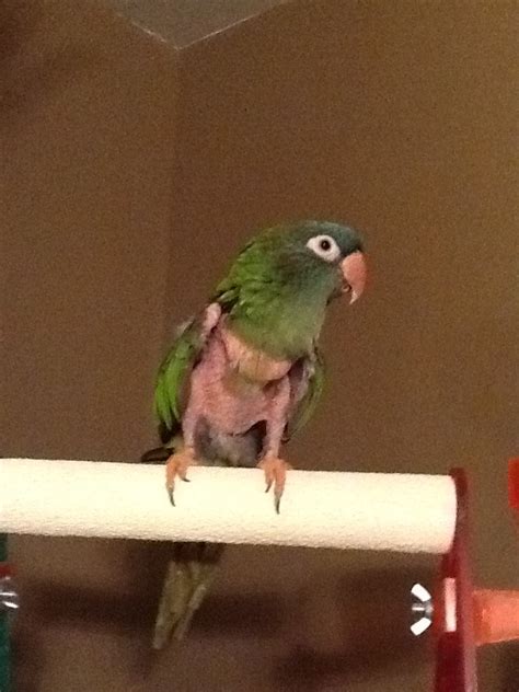 Rocco Bald Blue Crown Conure He Has Now Plucked All His Feathers