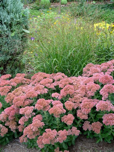 Garden Housecalls Sedum ‘autumn Joy