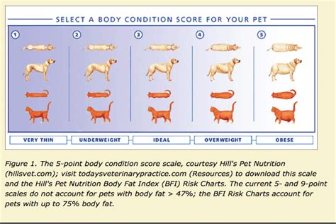Treatment Of Obesity In Cats And Dogs Todays Veterinary Practice