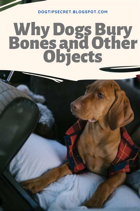 Why Dogs Bury Bones And Other Objects Dog Training Tips Dog Tips Secret