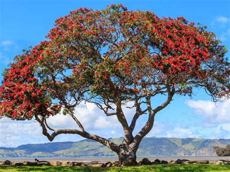 What Is A Pohutukawa Tree New Zealand Christmas Tree Care