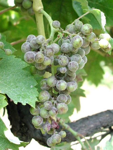 Maybe you would like to learn more about one of these? Powdery Mildew | Buckeye Appellation