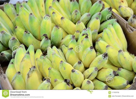 Brazilian Dwarf Bananas Stock Image Image Of Bunches 117029795