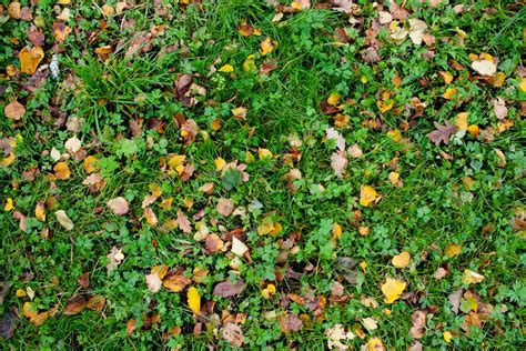 Grass And Leaves Texture — Stock Photo © Mdblk1984 3916215