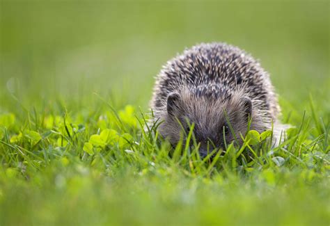Cambridge Hedgehogs Raises Awareness Of The Plight Of Our Spiky Friends