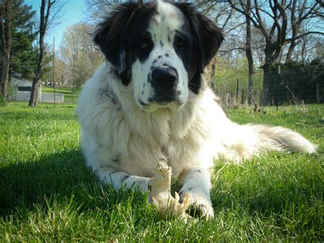 List Of Popular Great Pyrenees Mixes With Pictures