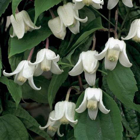 Clematis Winter Beauty Climbing Plants Arboretum Garden Centre