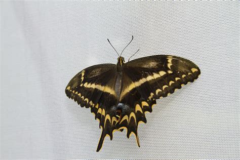 Schaus Swallowtail Butterfly Photo University Of Florida Flickr
