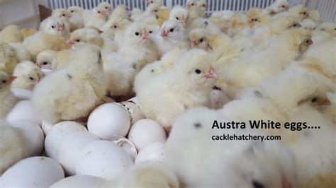 Austra White Fertile Hatching Eggs For Sale Freshfertile Eggs