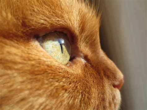 Free Images Animal Fur Kitten Feline Fauna Close Up Pets Nose
