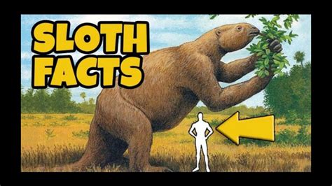 Fun Facts About Sloths 10 Interesting Facts Video Sloth Of The Day