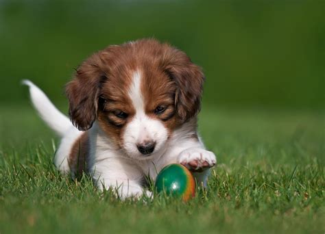 Kooikerhondje Dog Puppy Ball Playful Wallpaper Other