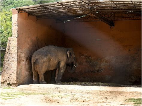 ‘worlds Loneliest Elephant Held Captive In Chains For 35 Years