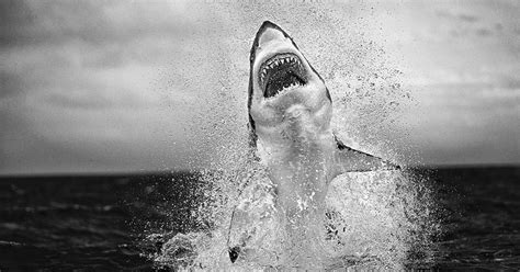 Great White Shark Breaching Wallpaper